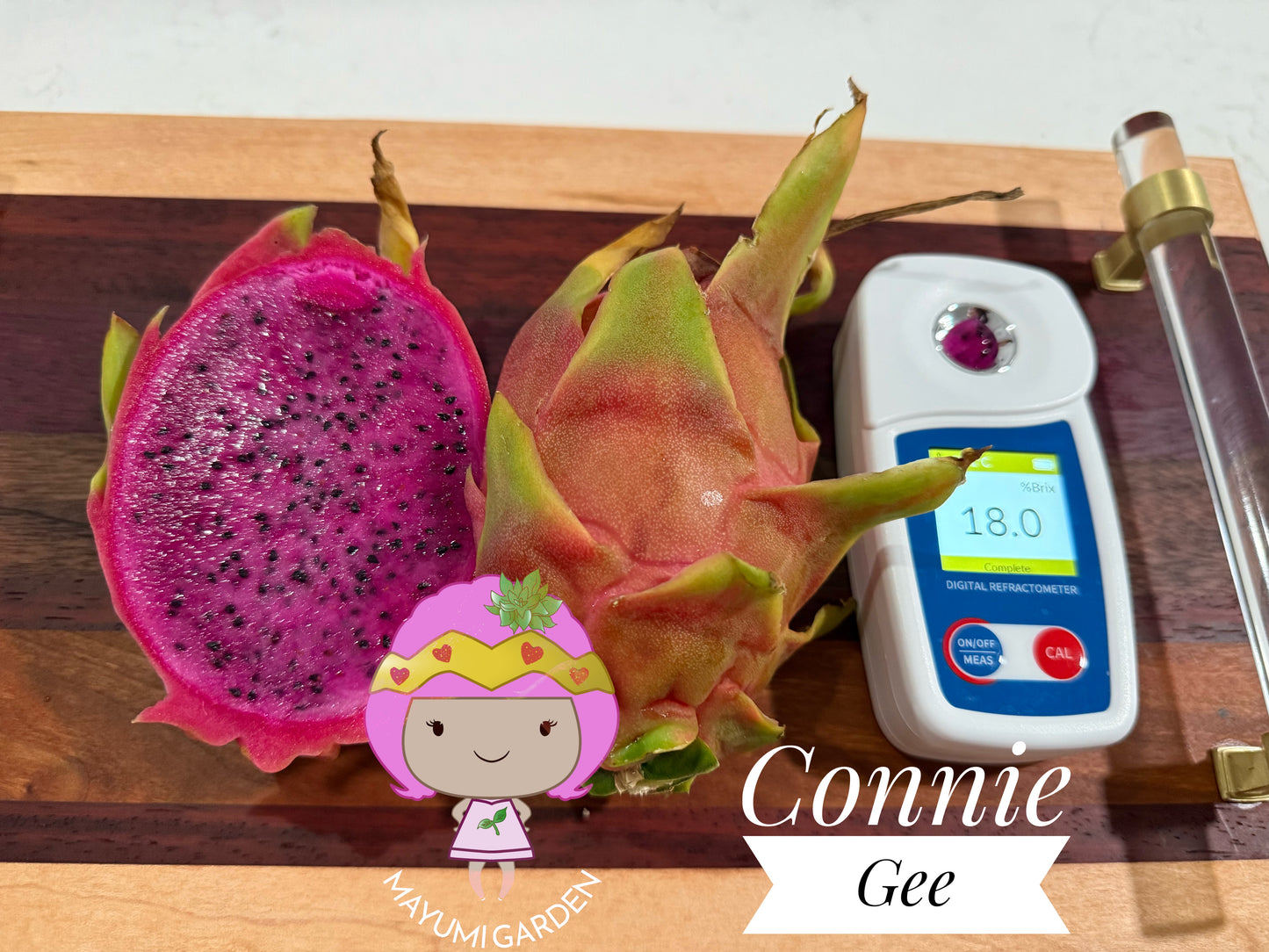 Connie Gee (Don Burnett hybrid) dragon fruit cuttings (12" or longer)