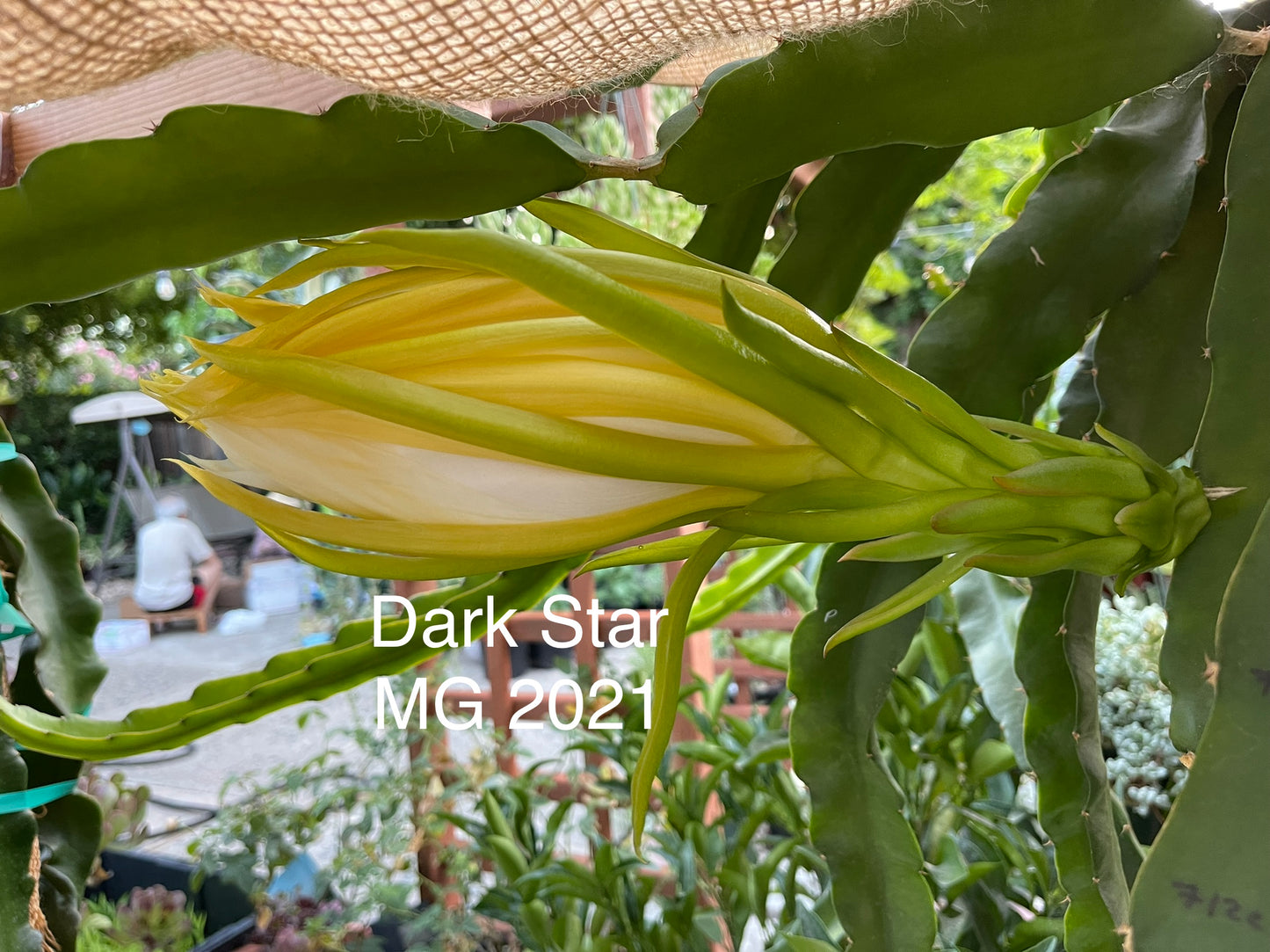 Dark Star dragon fruit live cutting 12"