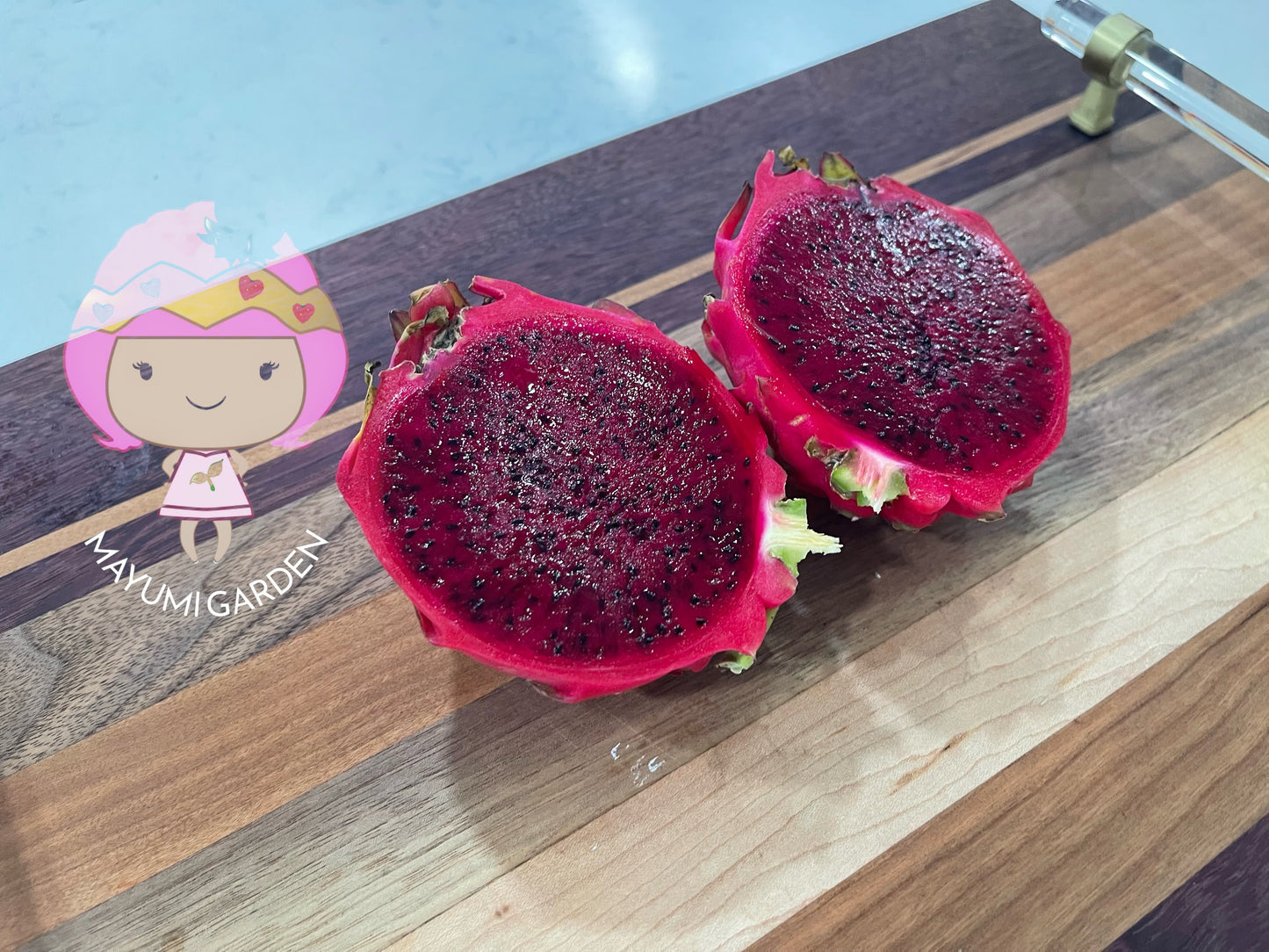 Rainbow Dragon Fruit live cutting 12"
