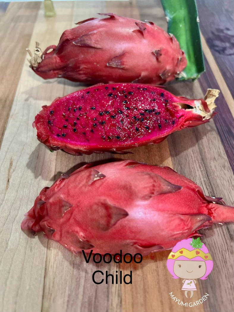 Voodoo Child dragon fruit live cuttings and rooted plants