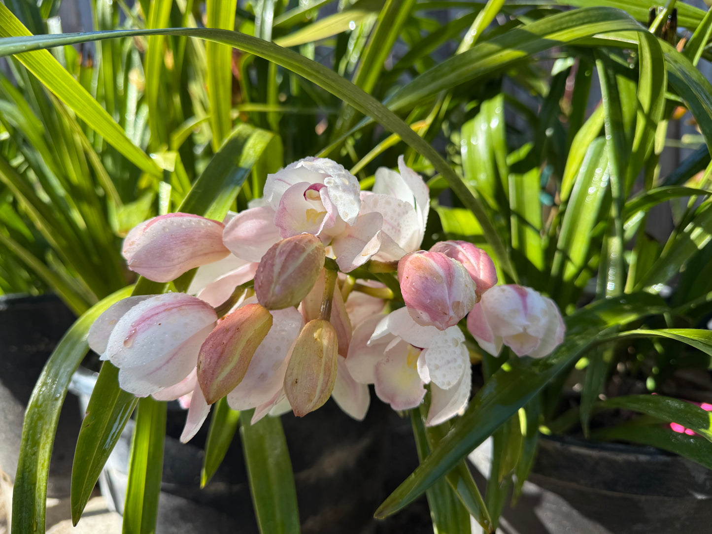 Cymbidium Barrita Sanguine “Pale Pink” live plant