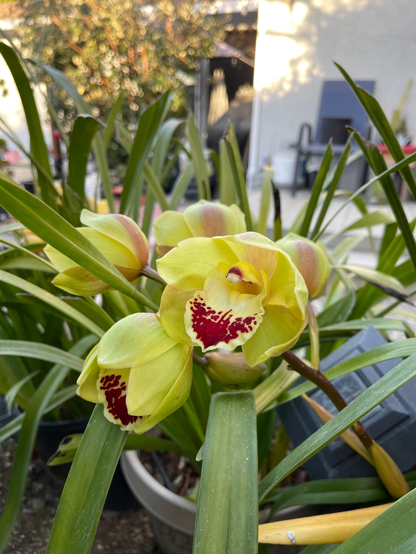 Cymbidium Terrapin Flyer (Green Cymbidium Orchid) live plant