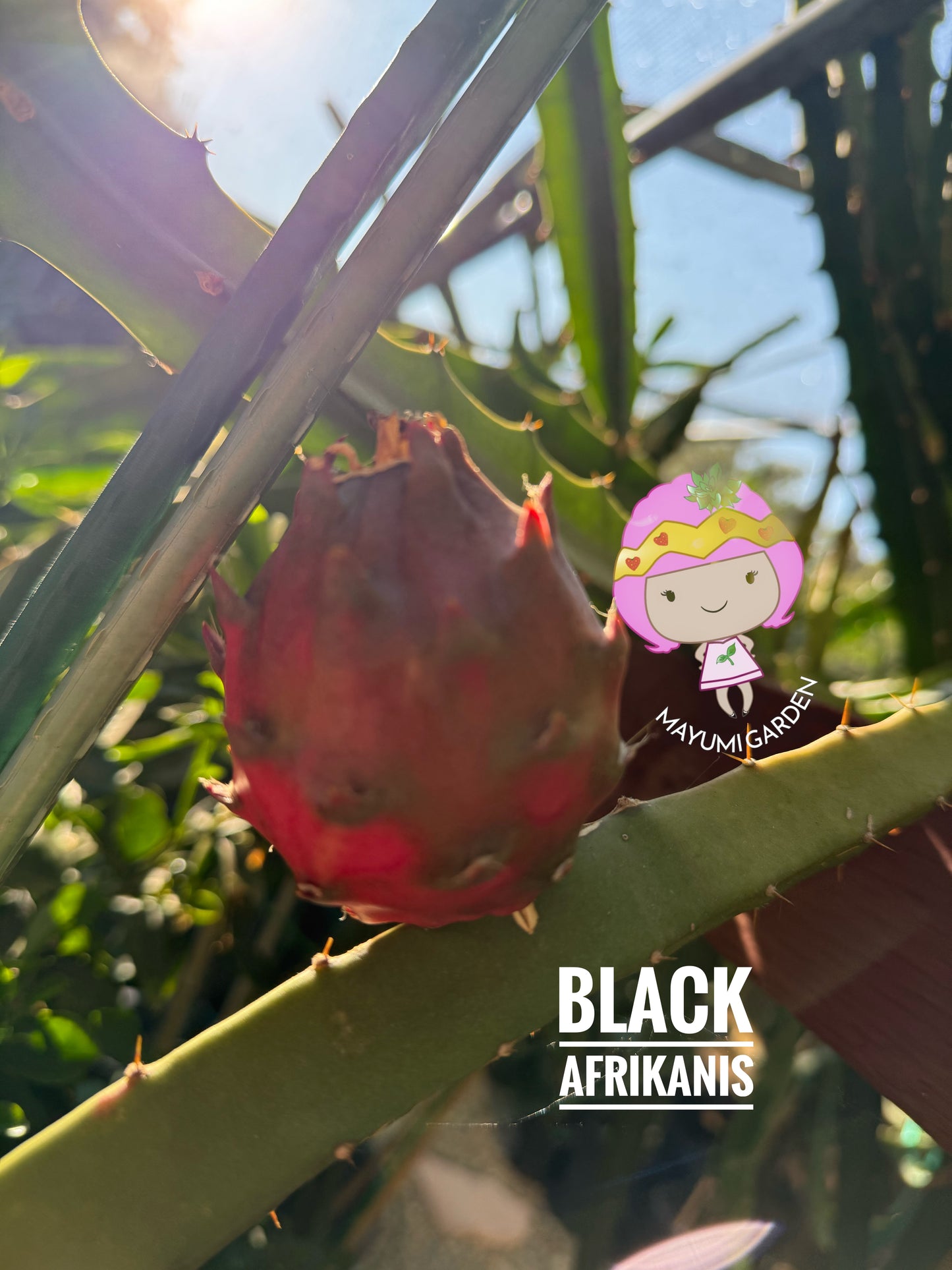 Black Dragon and Black Afrikanis dragon fruit live cutting 12”