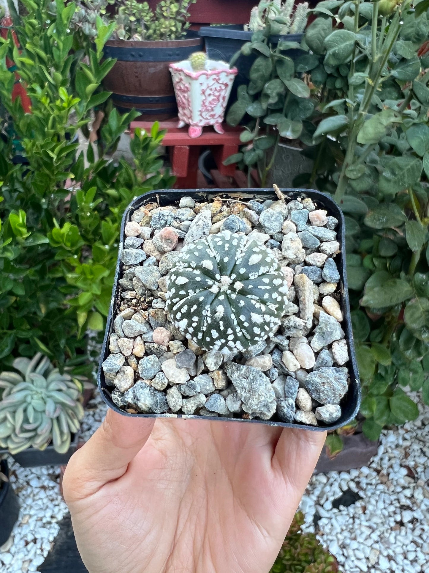 Astrophytum asterias ‘Superkabuto’, Cactus, Live plant
