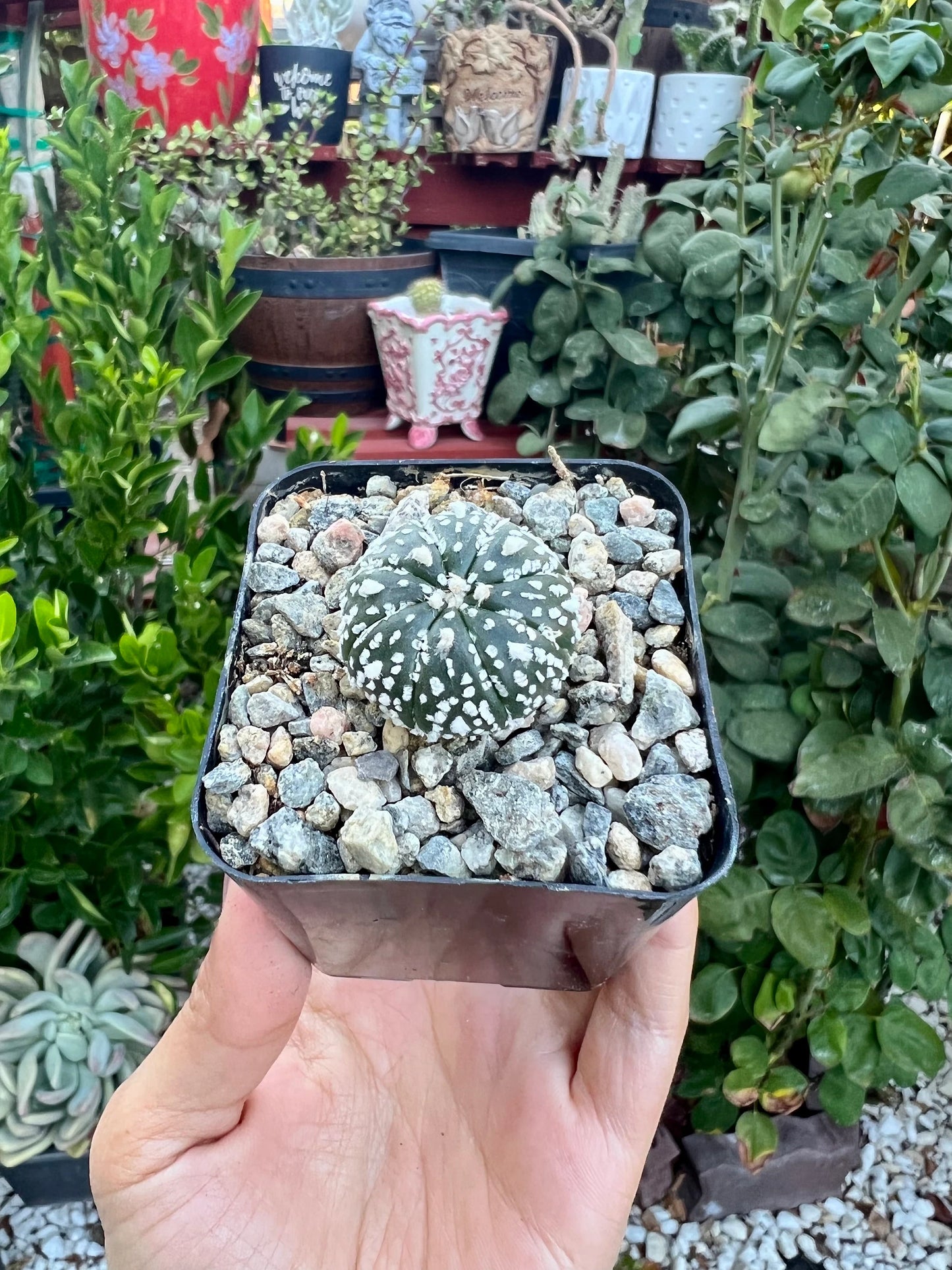 Astrophytum asterias ‘Superkabuto’, Cactus, Live plant