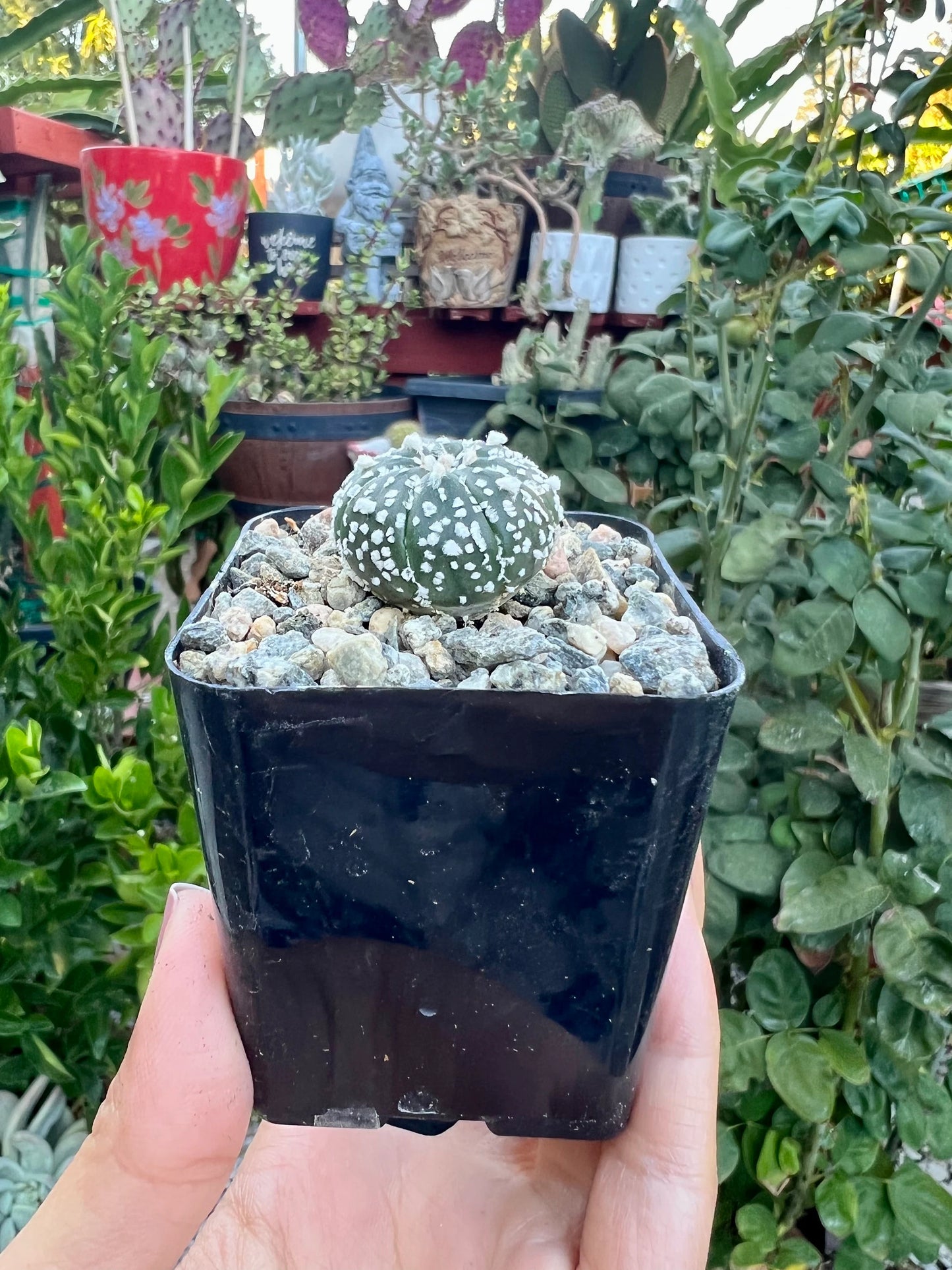 Astrophytum asterias ‘Superkabuto’, Cactus, Live plant