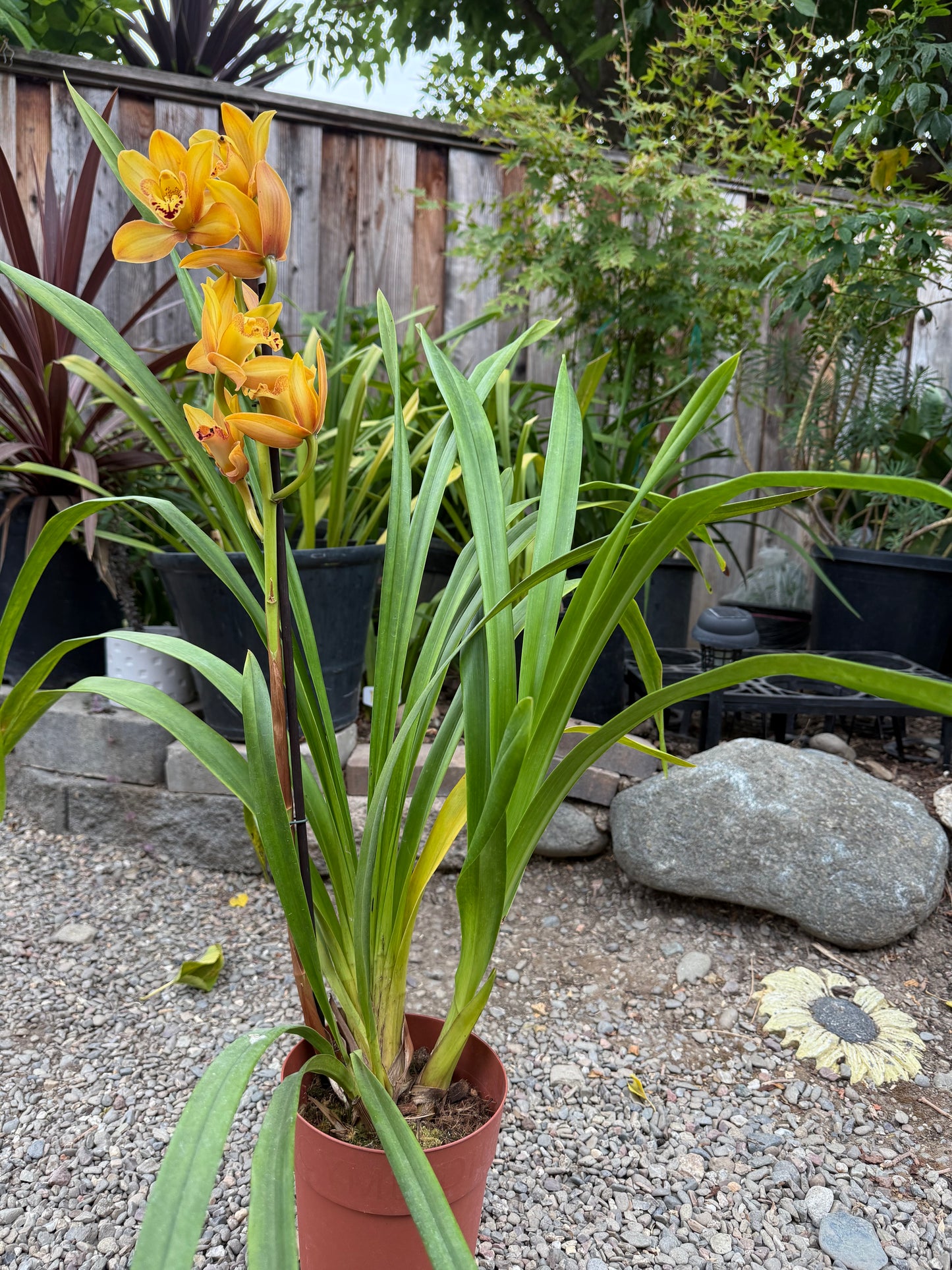 Cymbidium Foxfire Amber ‘Dural’ (Orange Boat Orchid) live plant