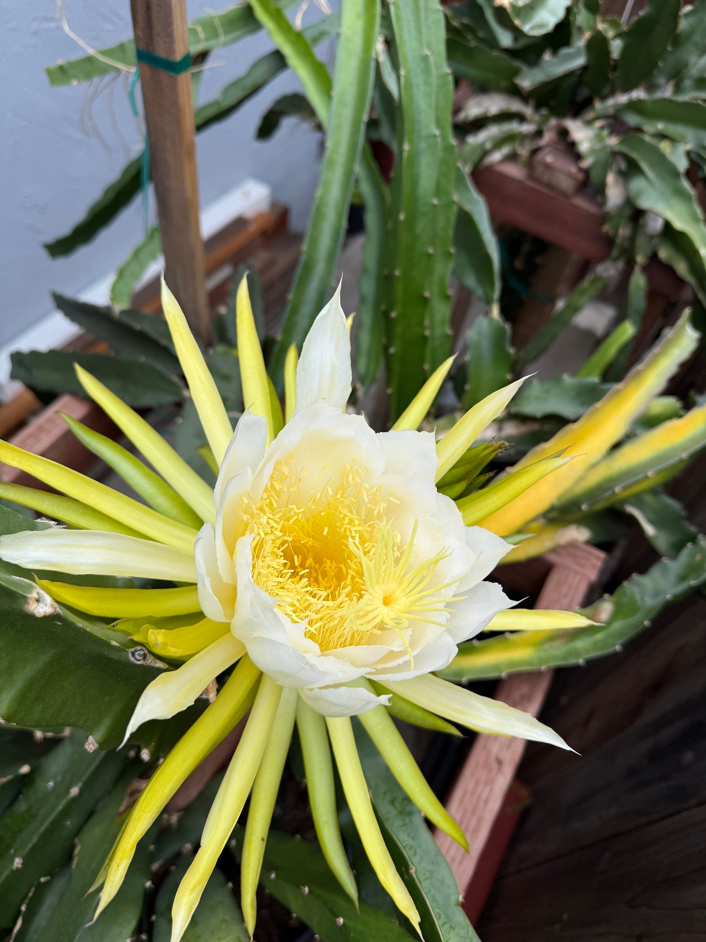 Mexicana Dragon Fruit Live cutting