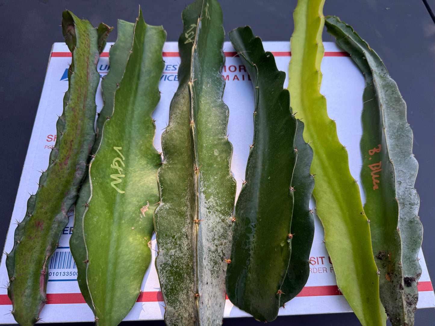 Dragon Fruit Cuttings Mystery Box