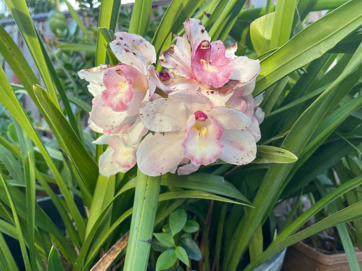 Cymbidium Barrita Sanguine “Pale Pink” live plant