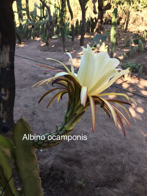 Ocamponis Grilla, Albino, Red and Purple cuttings and rooted plants