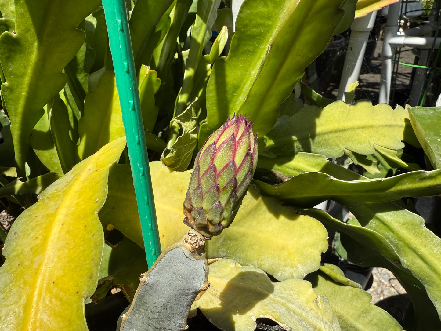 Red Ocamponis Dragon Fruit Cutting
