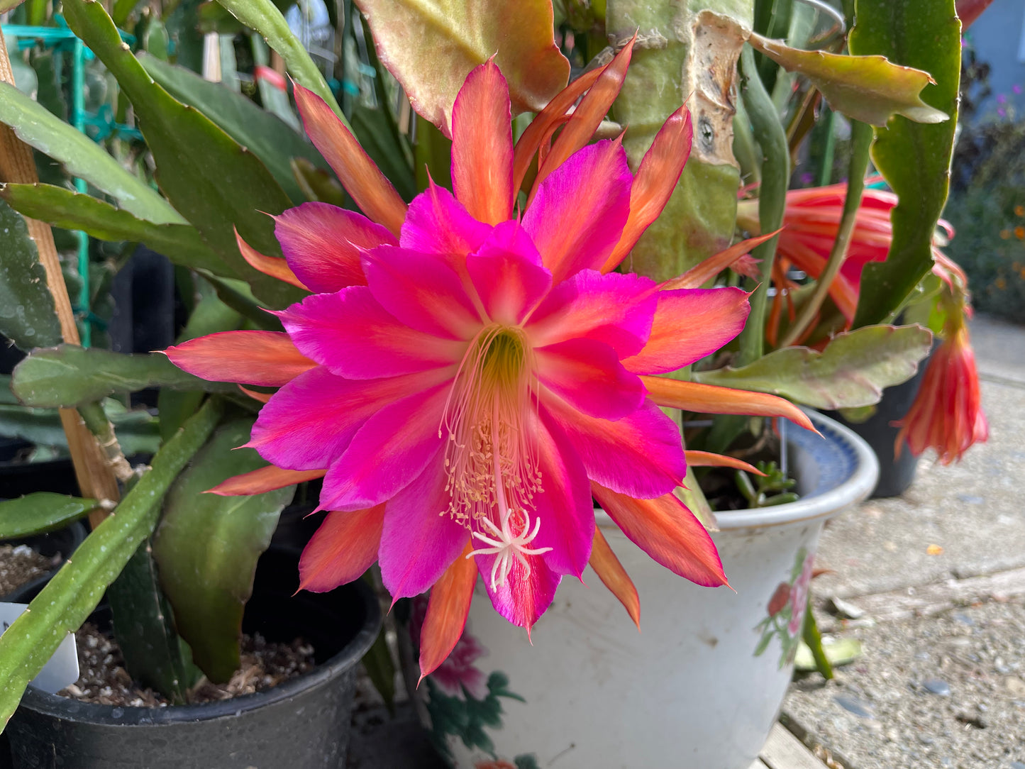 Jeffrey Kida Epiphyllum