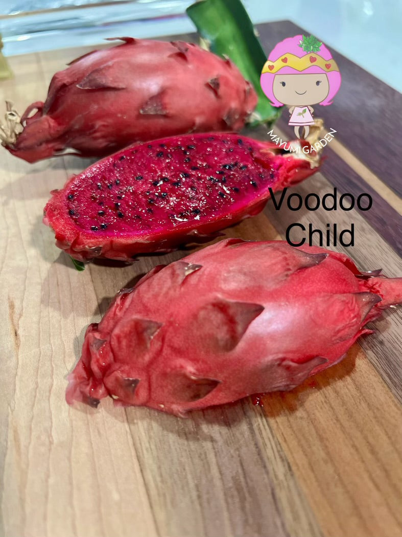 Voodoo Child dragon fruit live cuttings and rooted plants