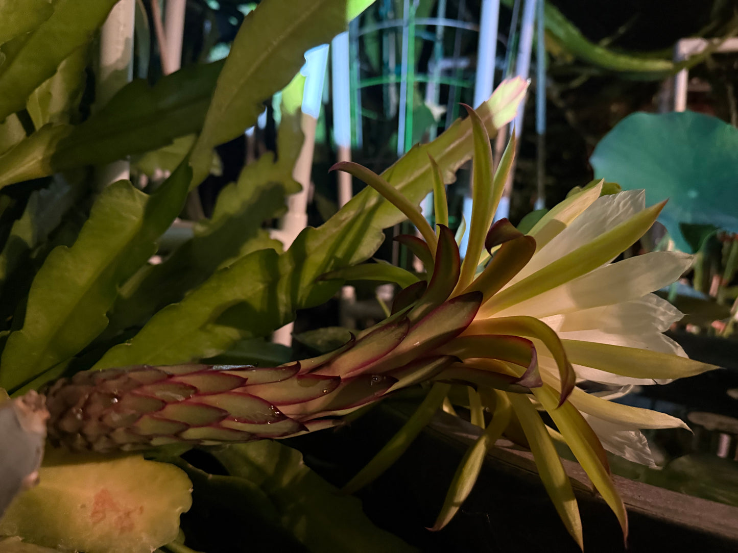 Red Ocamponis Dragon Fruit Cutting