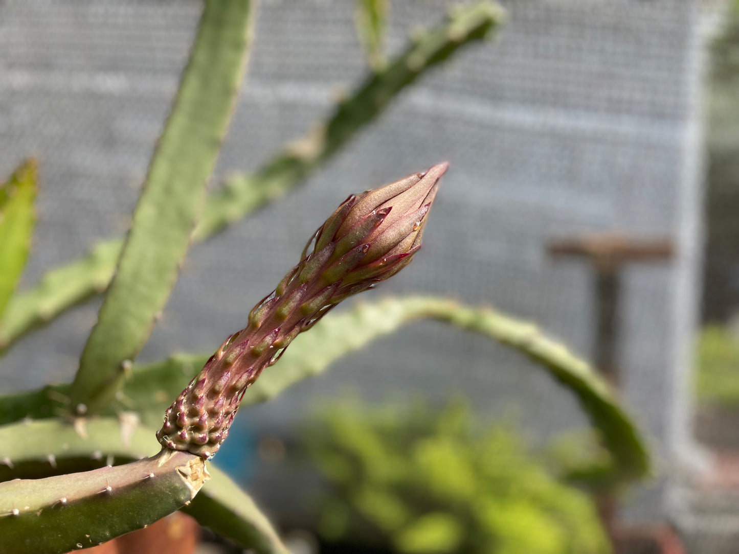 Black Dragon and Black Afrikanis dragon fruit live cutting 12”