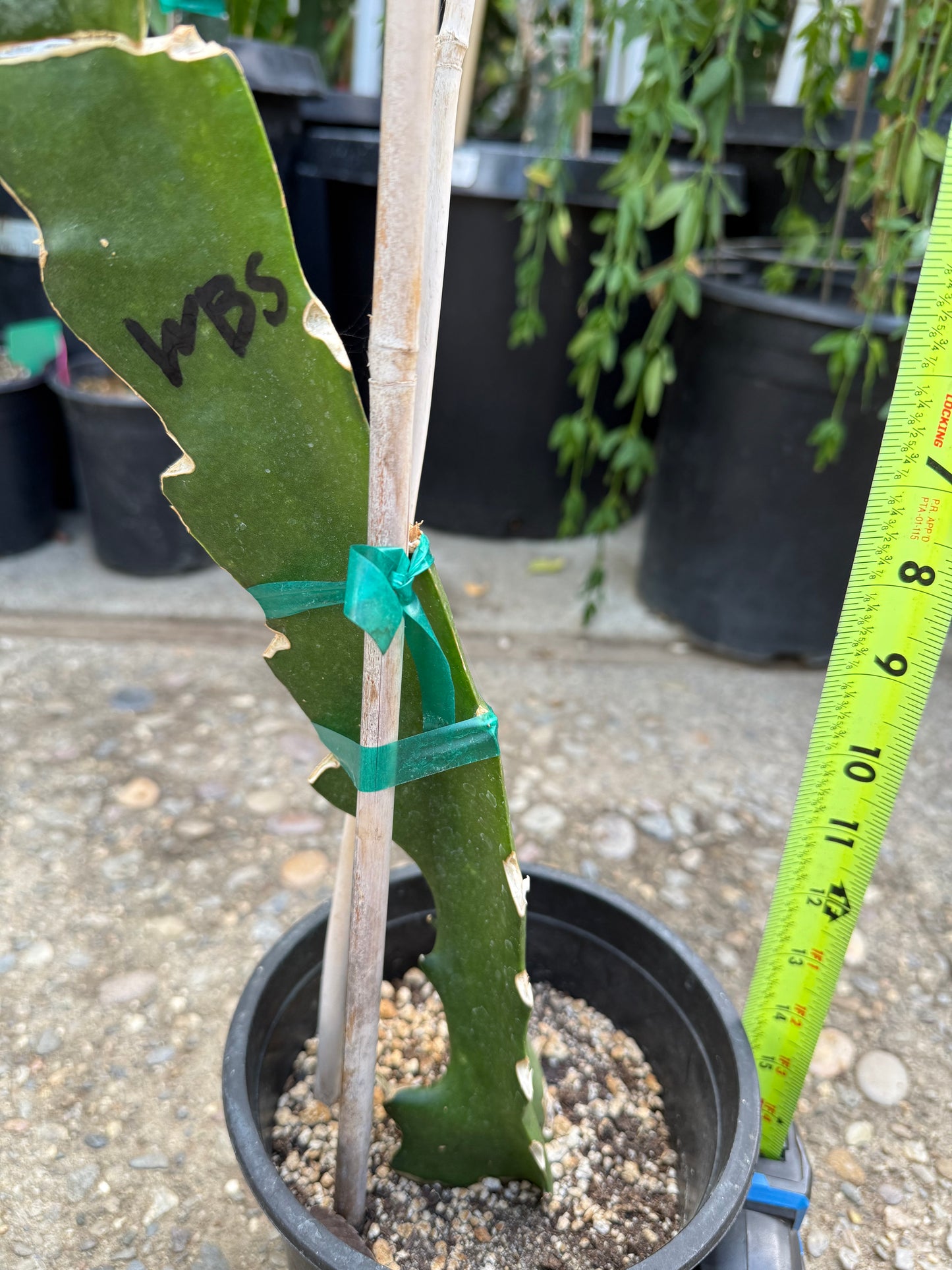 (Wild Berry Skittles (Asunta 6-2) grafted Dragon Fruit live plant
