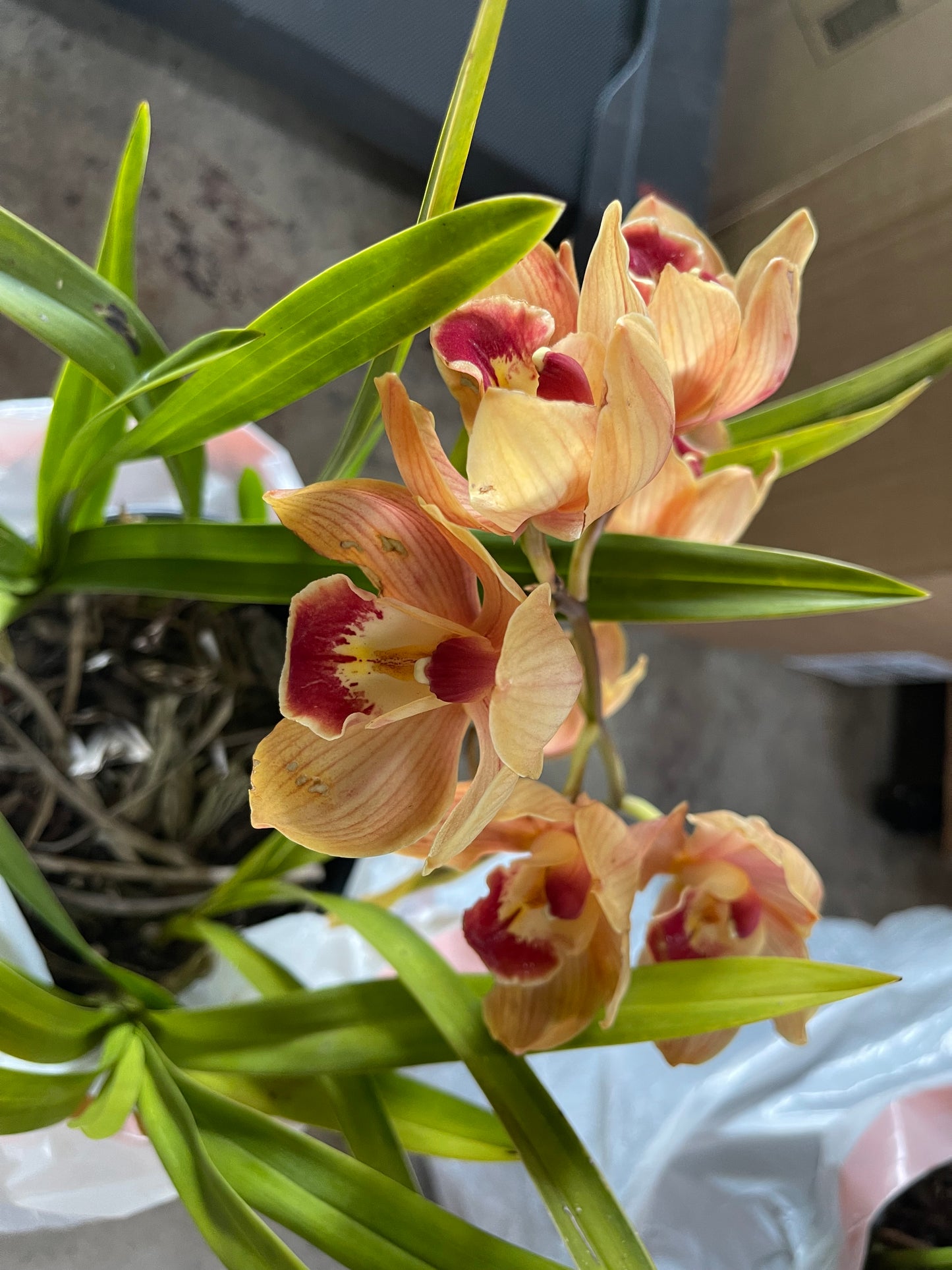 Cymbidium Foxfire Amber ‘Dural’ (Orange Boat Orchid) live plant