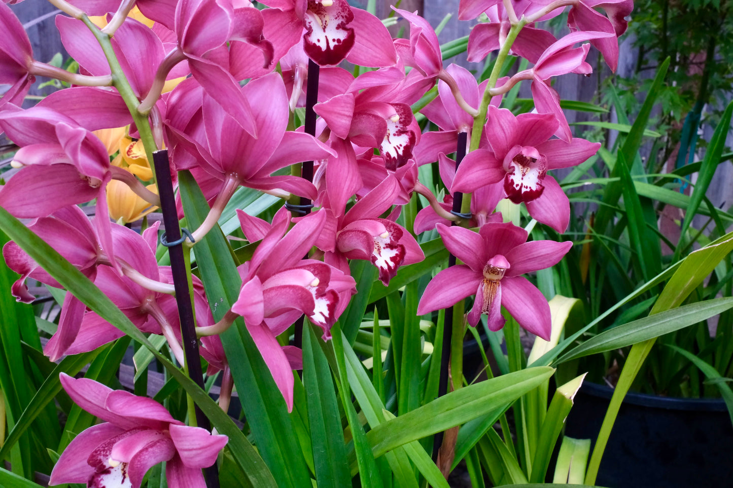 Cymbidium Barrita Twinkle "Nice dark pink" (boat orchid) live plant