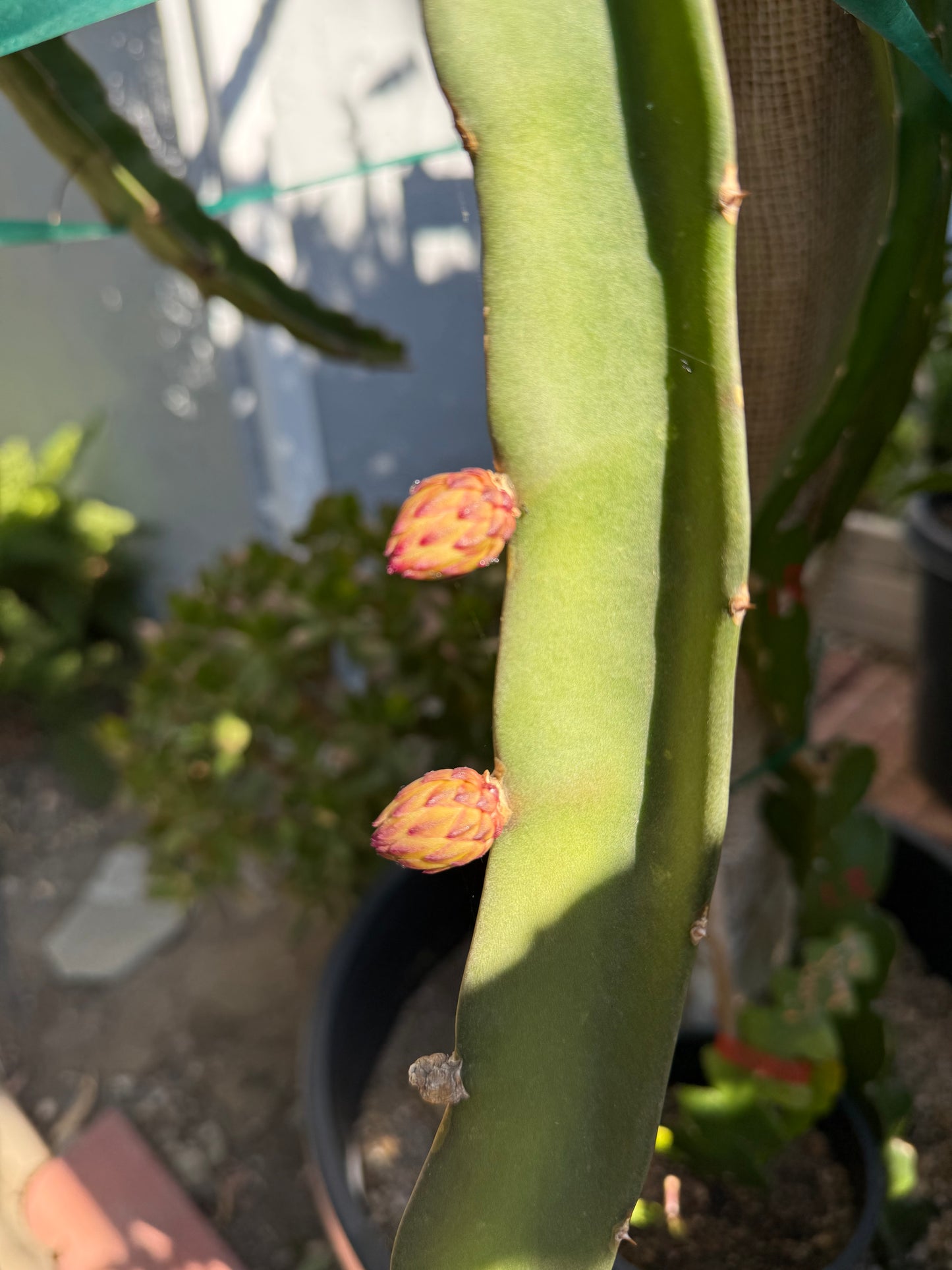 Voodoo Child dragon fruit live cuttings and rooted plants