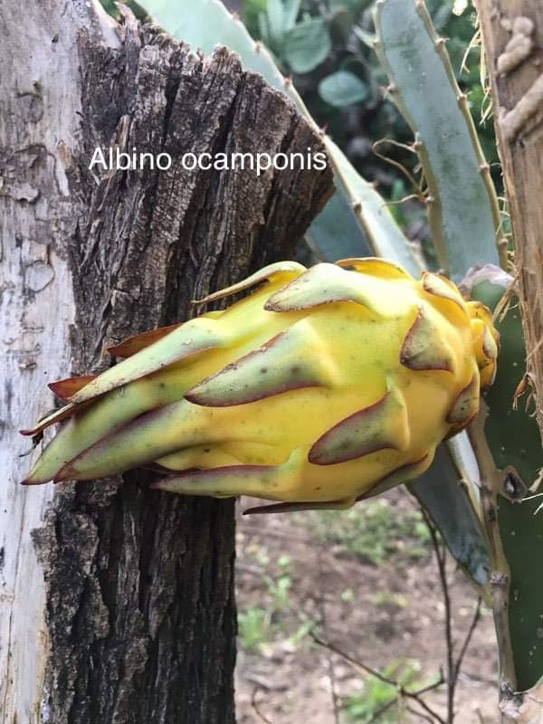 Ocamponis Grilla, Albino, Red and Purple cuttings and rooted plants