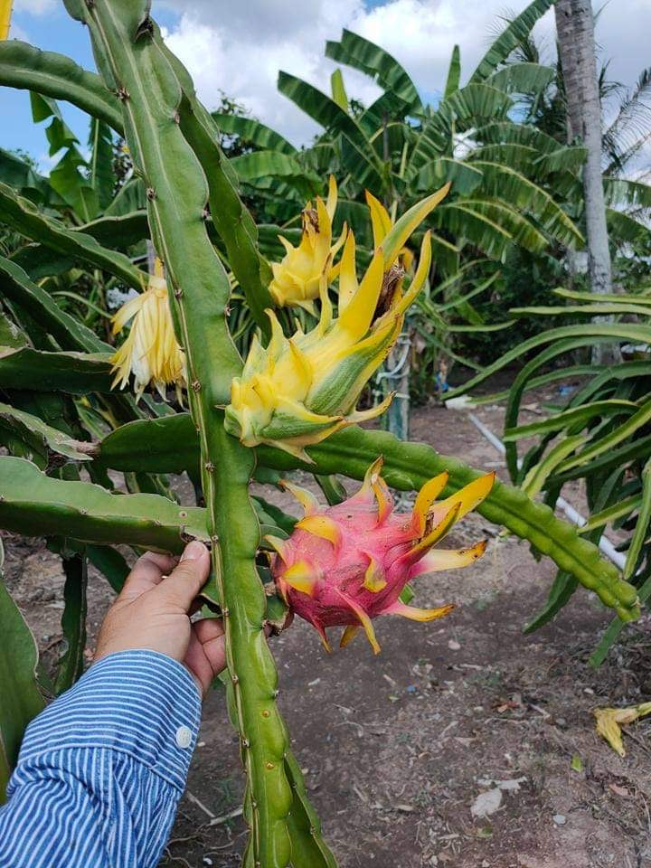 Worth Variegated Dragon Fruit rooted plant