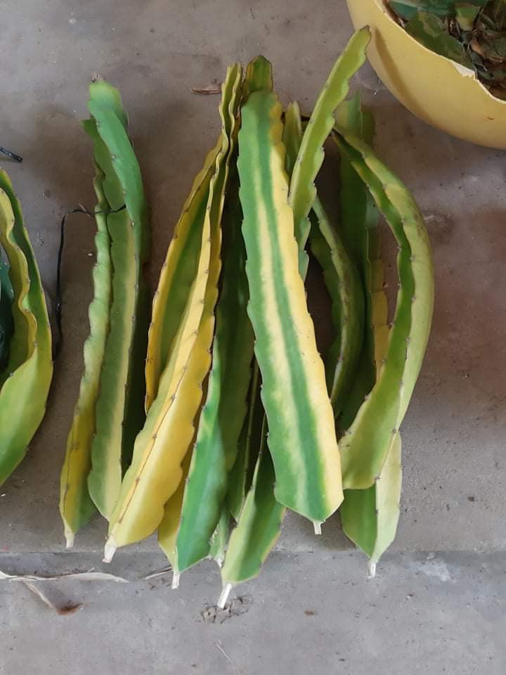 Worth Variegated Dragon Fruit rooted plant
