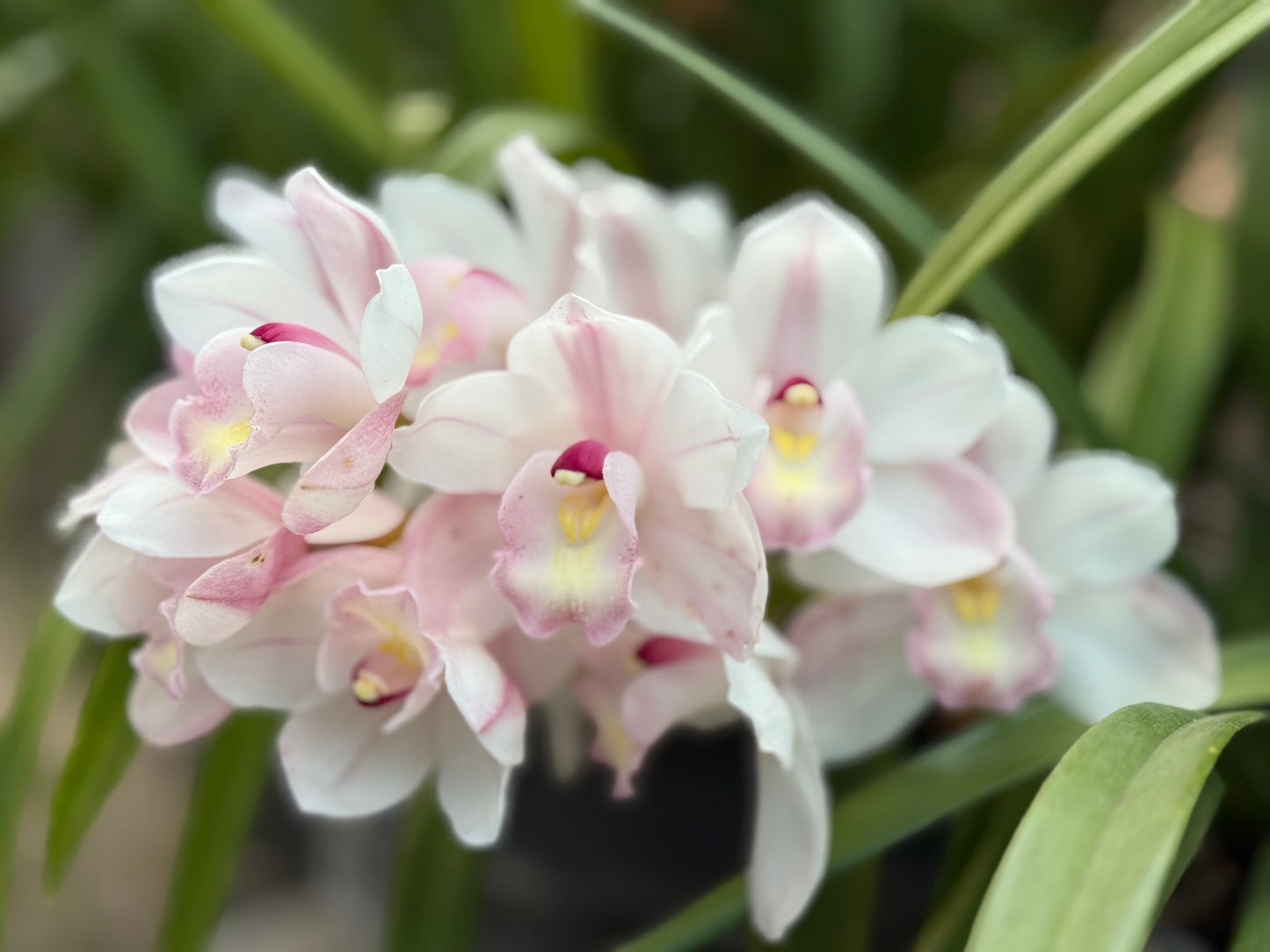 Cymbidium Barrita Sanguine “Pale Pink” live plant
