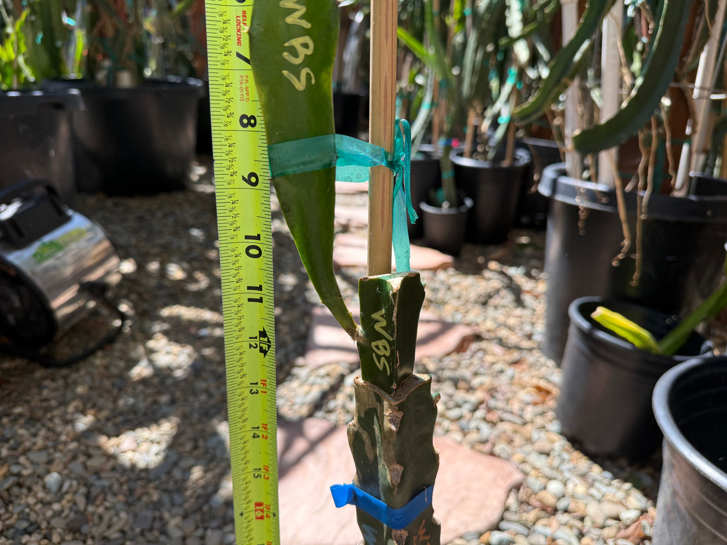 Wild Berry Skittles (Asunta 6-2) grafted Dragon Fruit live plant