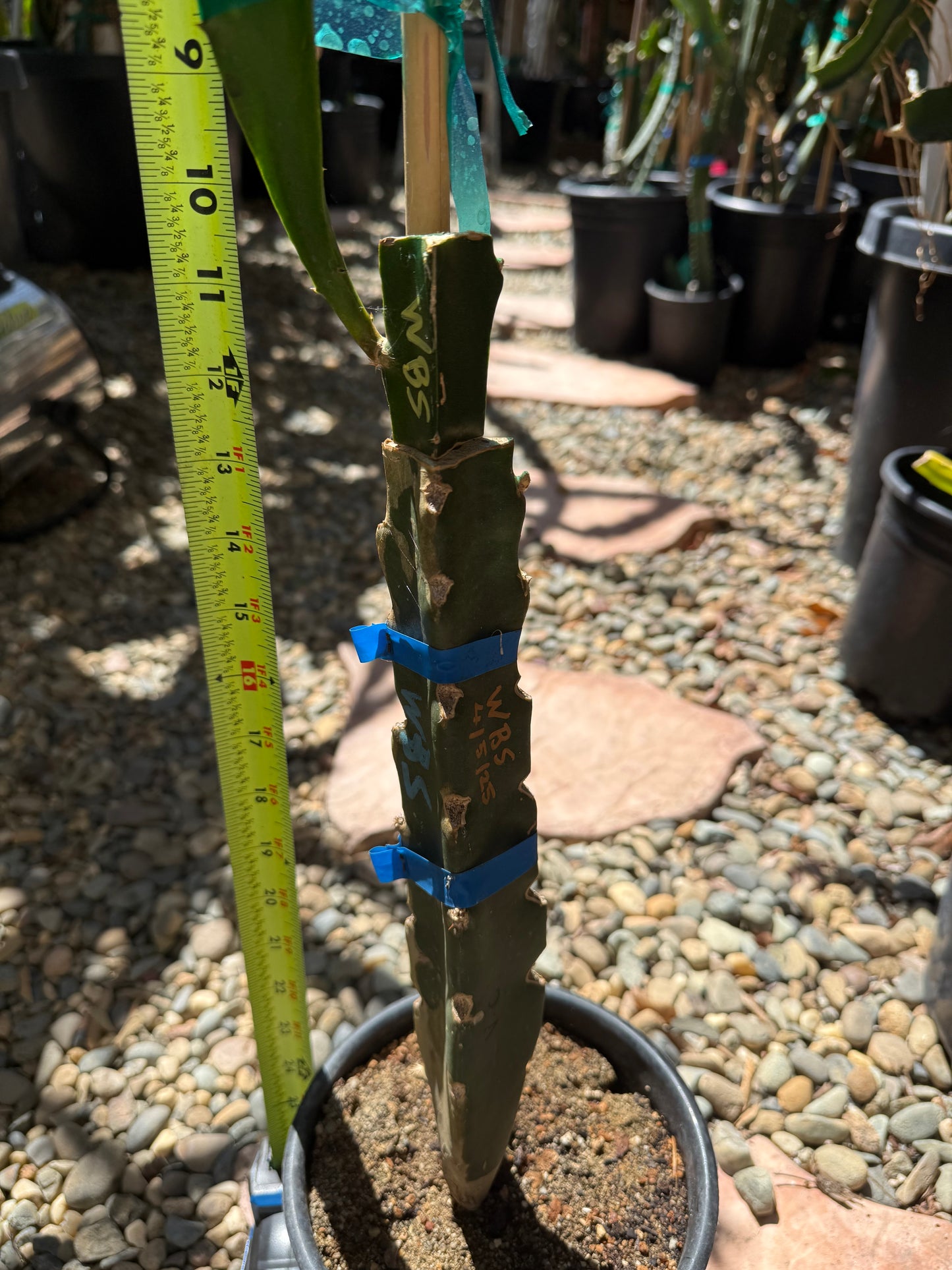 Wild Berry Skittles (Asunta 6-2) grafted Dragon Fruit live plant