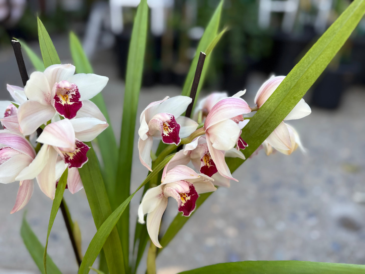 Cymbidium Barrita Sanguine “Pale Pink” live plant
