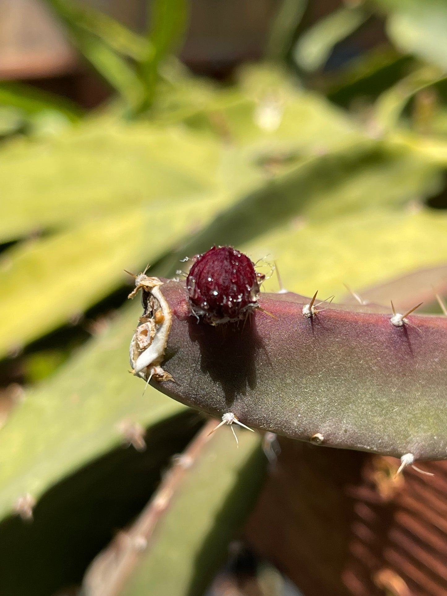 Black Dragon and Black Afrikanis dragon fruit live cutting 12”