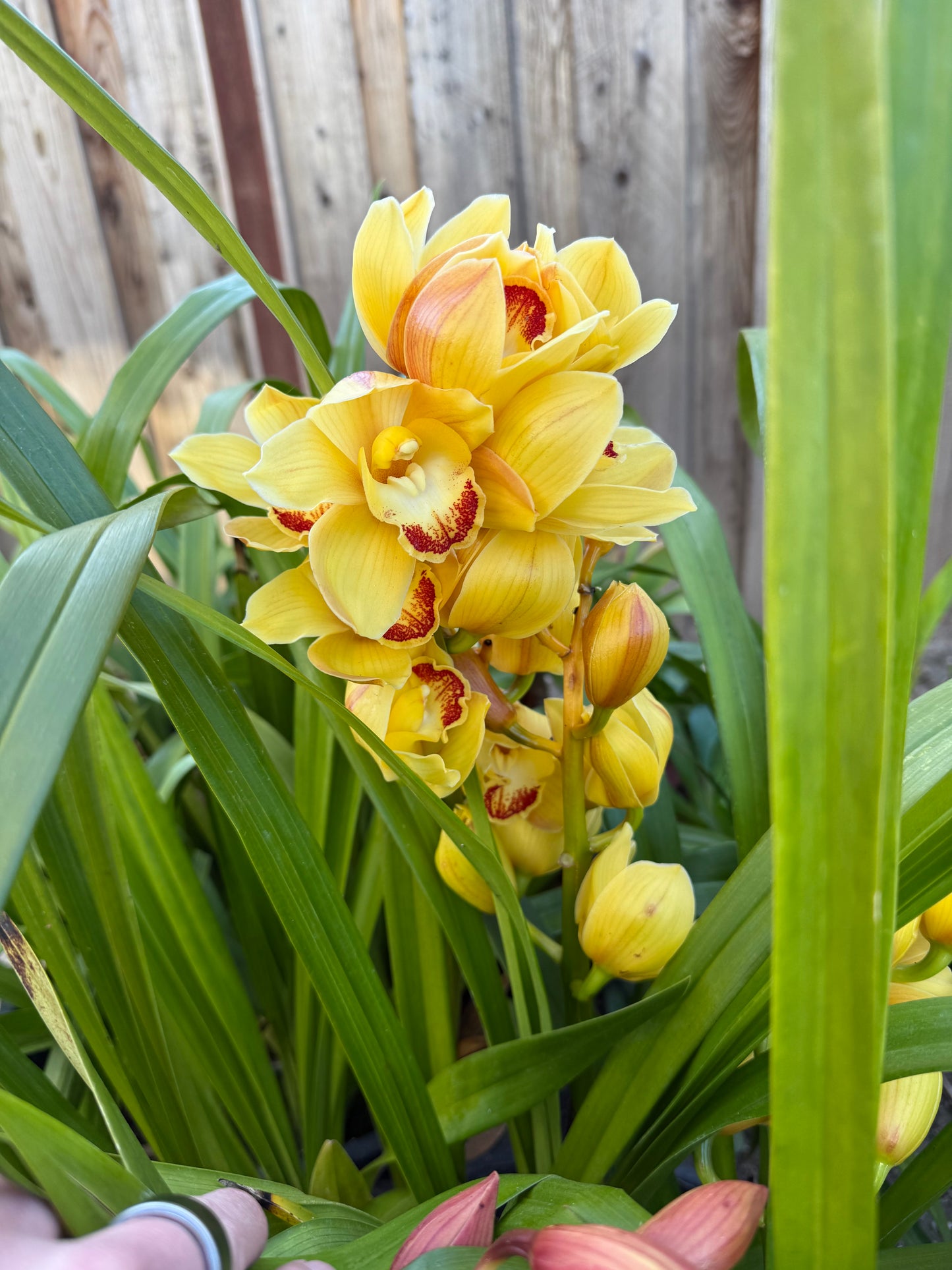 Yellow Cymbidium (Yellow Boat Orchid) live plant