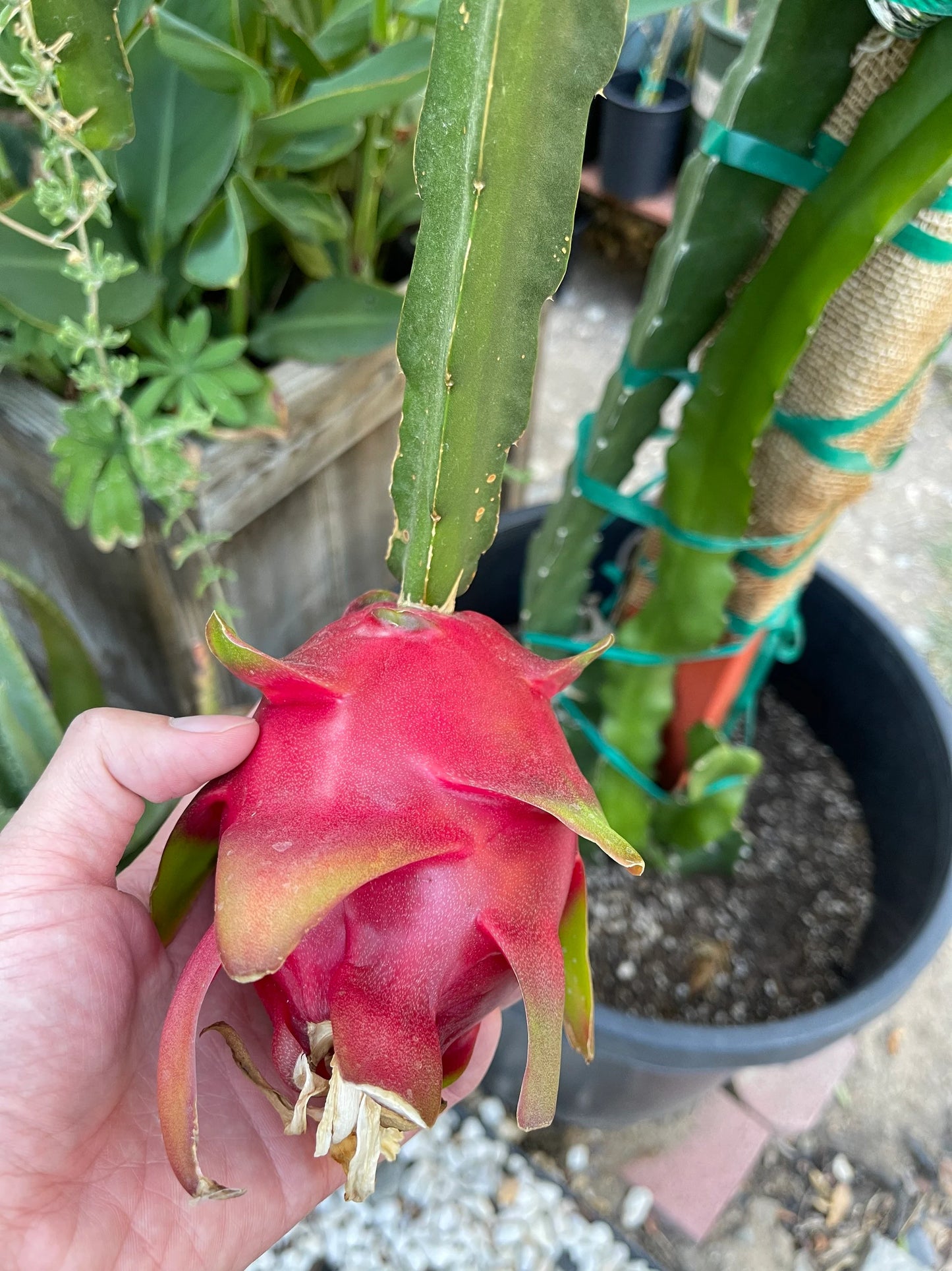 Delight Dragon fruit cutting (12") and rooted plant