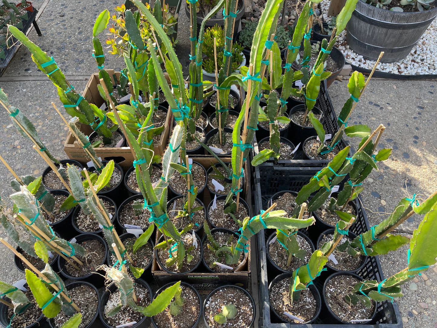 Delight Dragon fruit cutting (12") and rooted plant