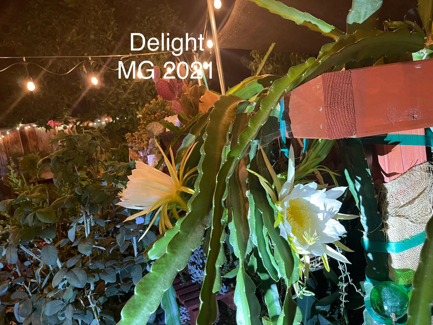 Delight Dragon fruit cutting (12") and rooted plant