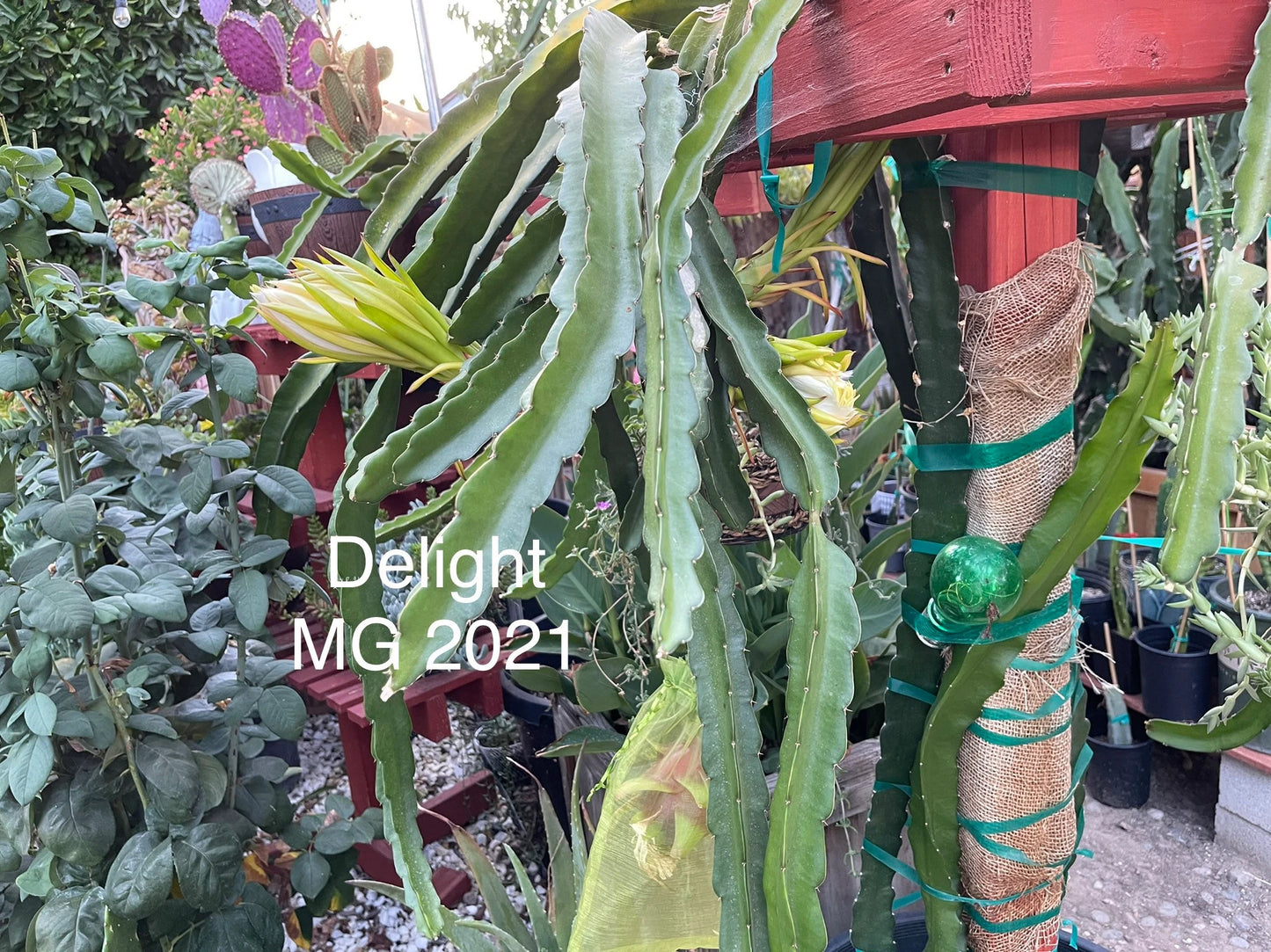 Delight Dragon fruit cutting (12") and rooted plant