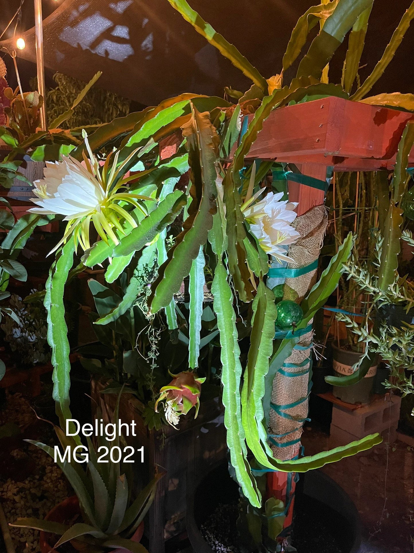 Delight Dragon fruit cutting (12") and rooted plant