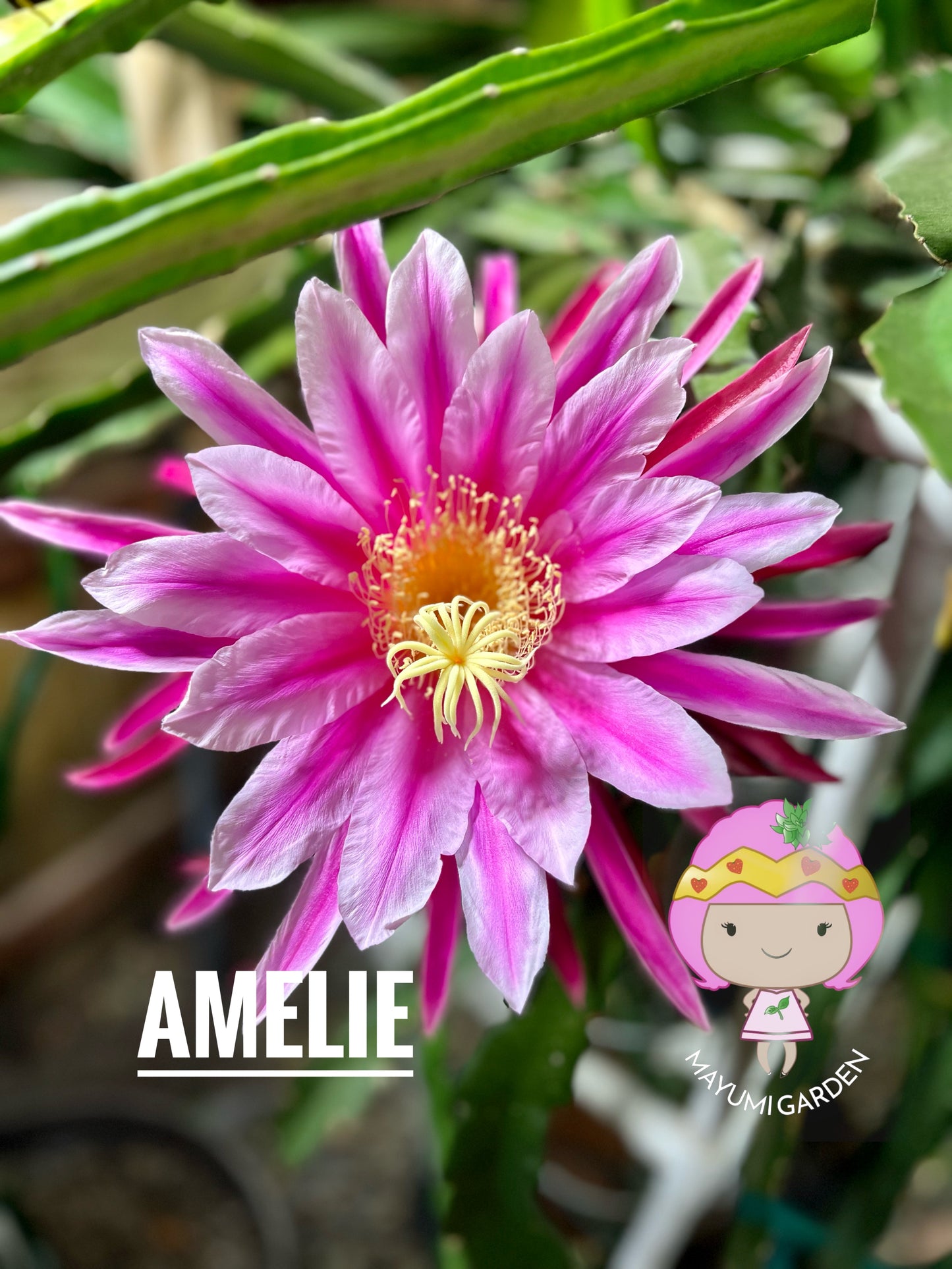 Amelie (Don Burnett ‘s hybrid) dragon fruit cutting (12") and rooted plant