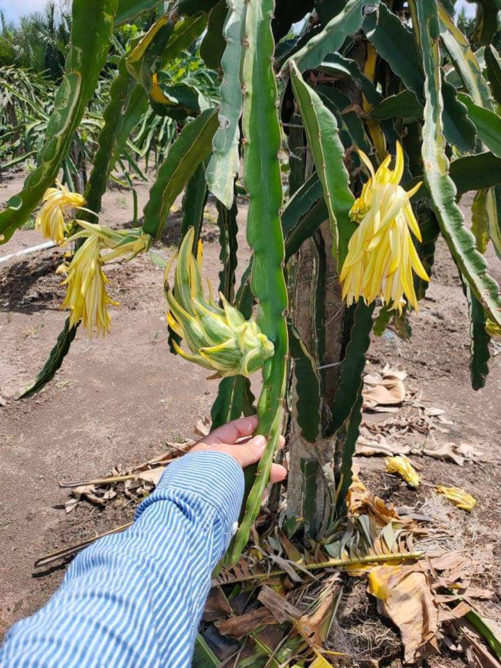 Worth Variegated Dragon Fruit rooted plant