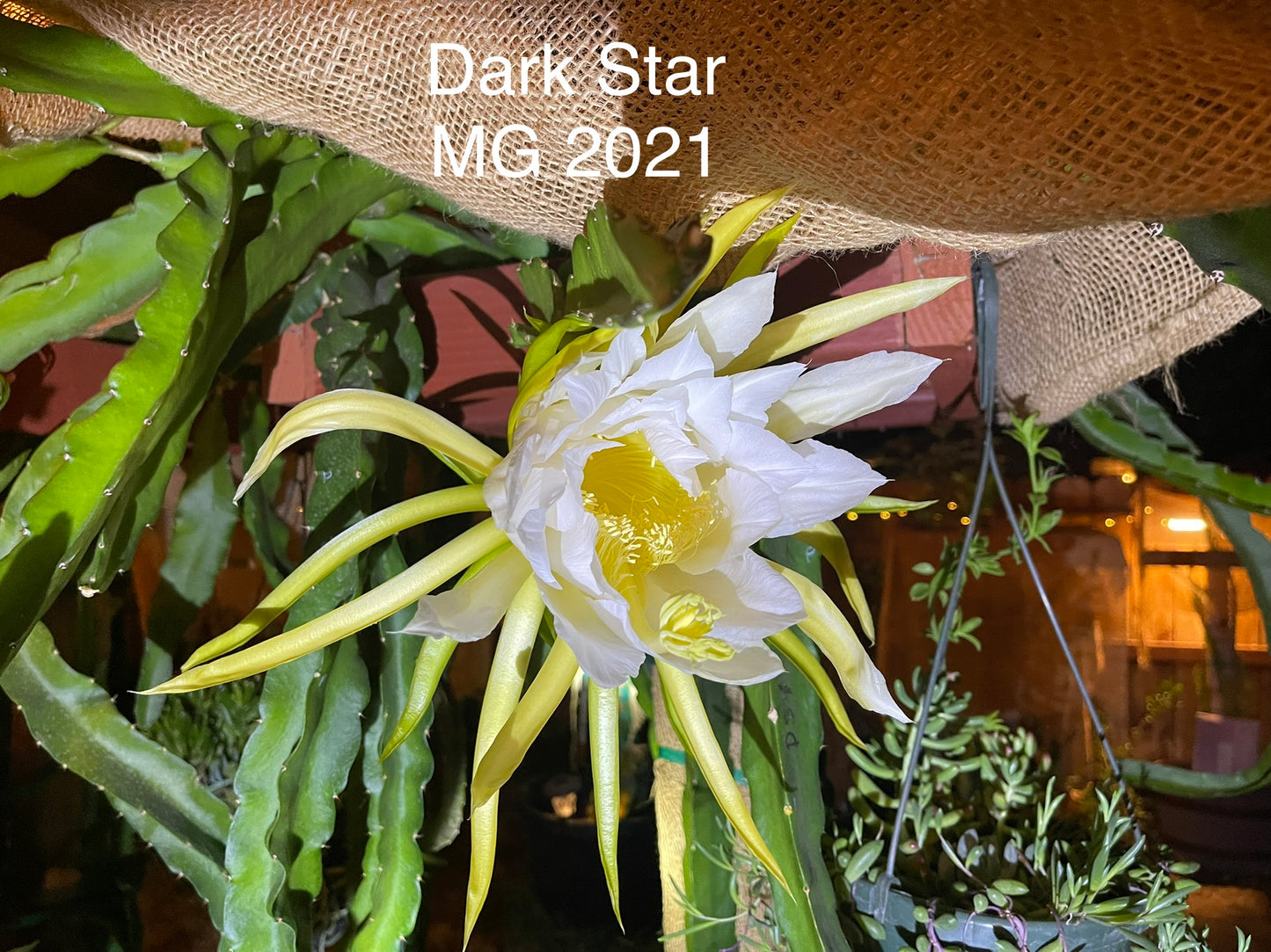 Dark Star dragon fruit live cutting 12"