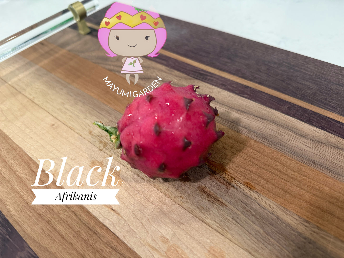 Black Dragon and Black Afrikanis dragon fruit live cutting 12”