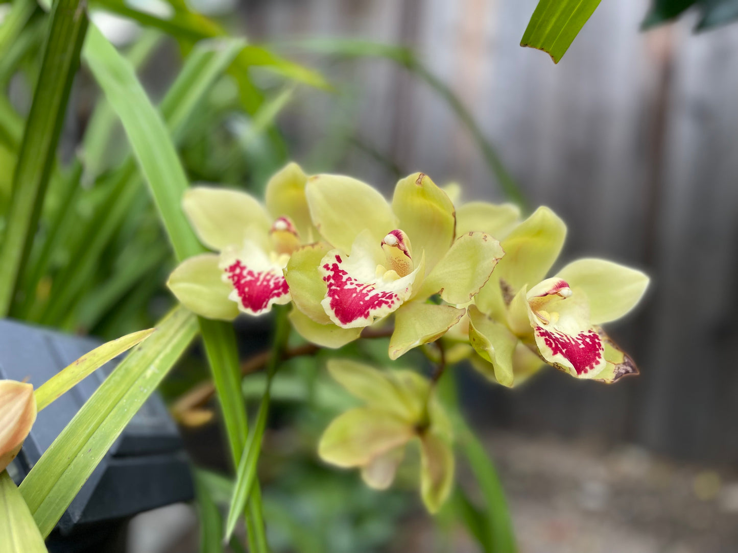 Cymbidium Terrapin Flyer (Green Cymbidium Orchid) live plant