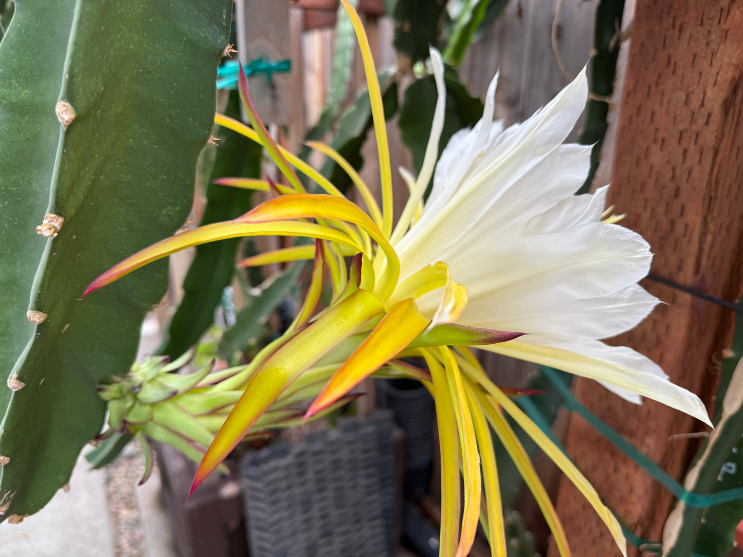 Country Roads dragon fruit live cutting
