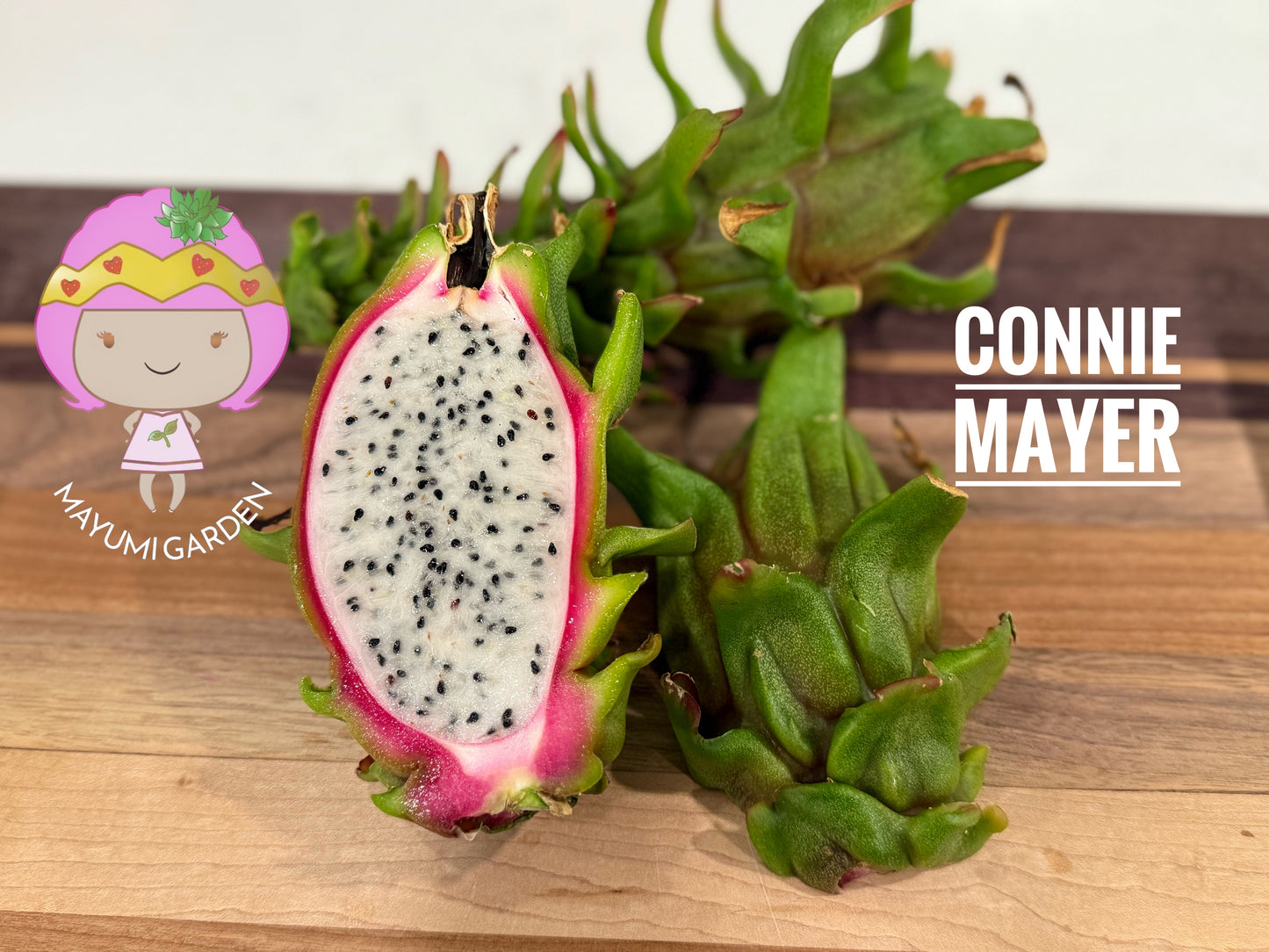 Connie Mayer dragon fruit live cutting (12")