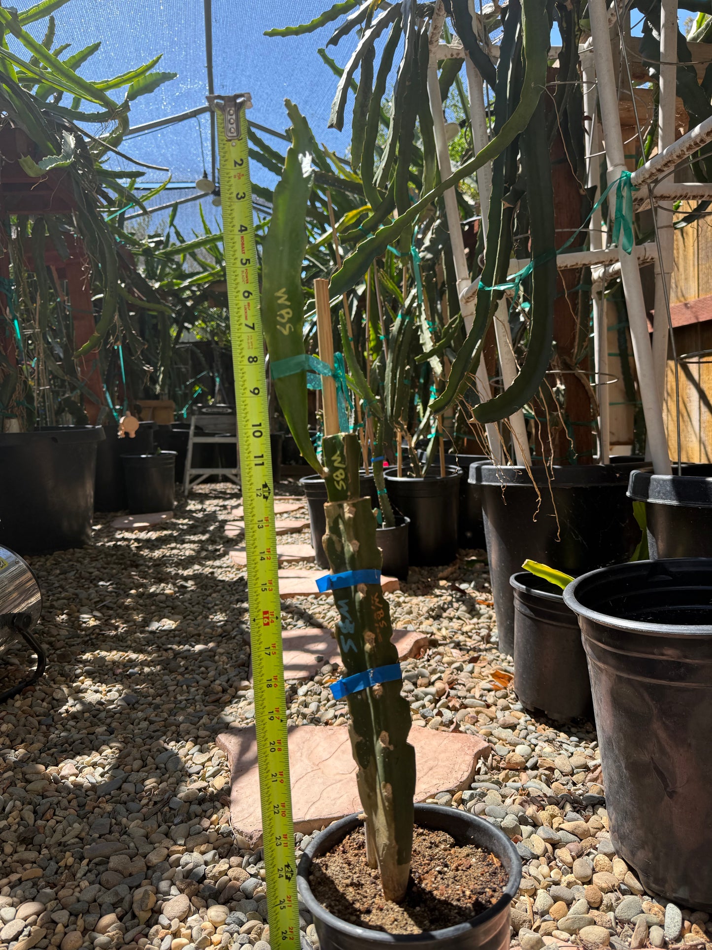 Wild Berry Skittles (Asunta 6-2) grafted Dragon Fruit live plant