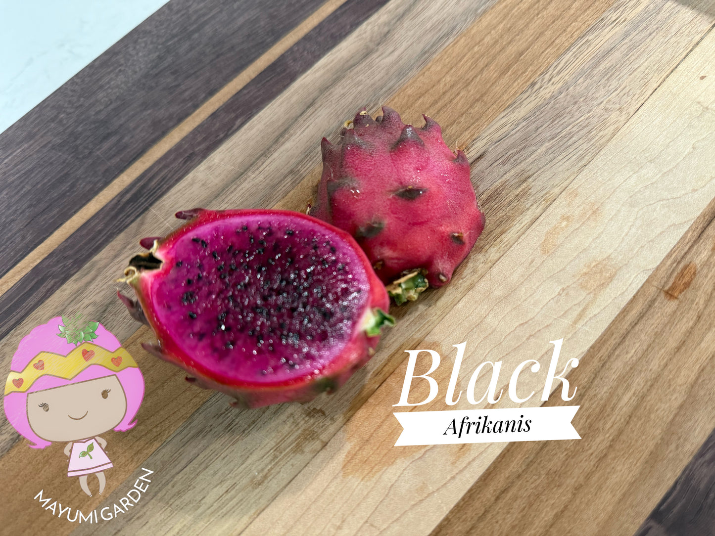 Black Dragon and Black Afrikanis dragon fruit live cutting 12”