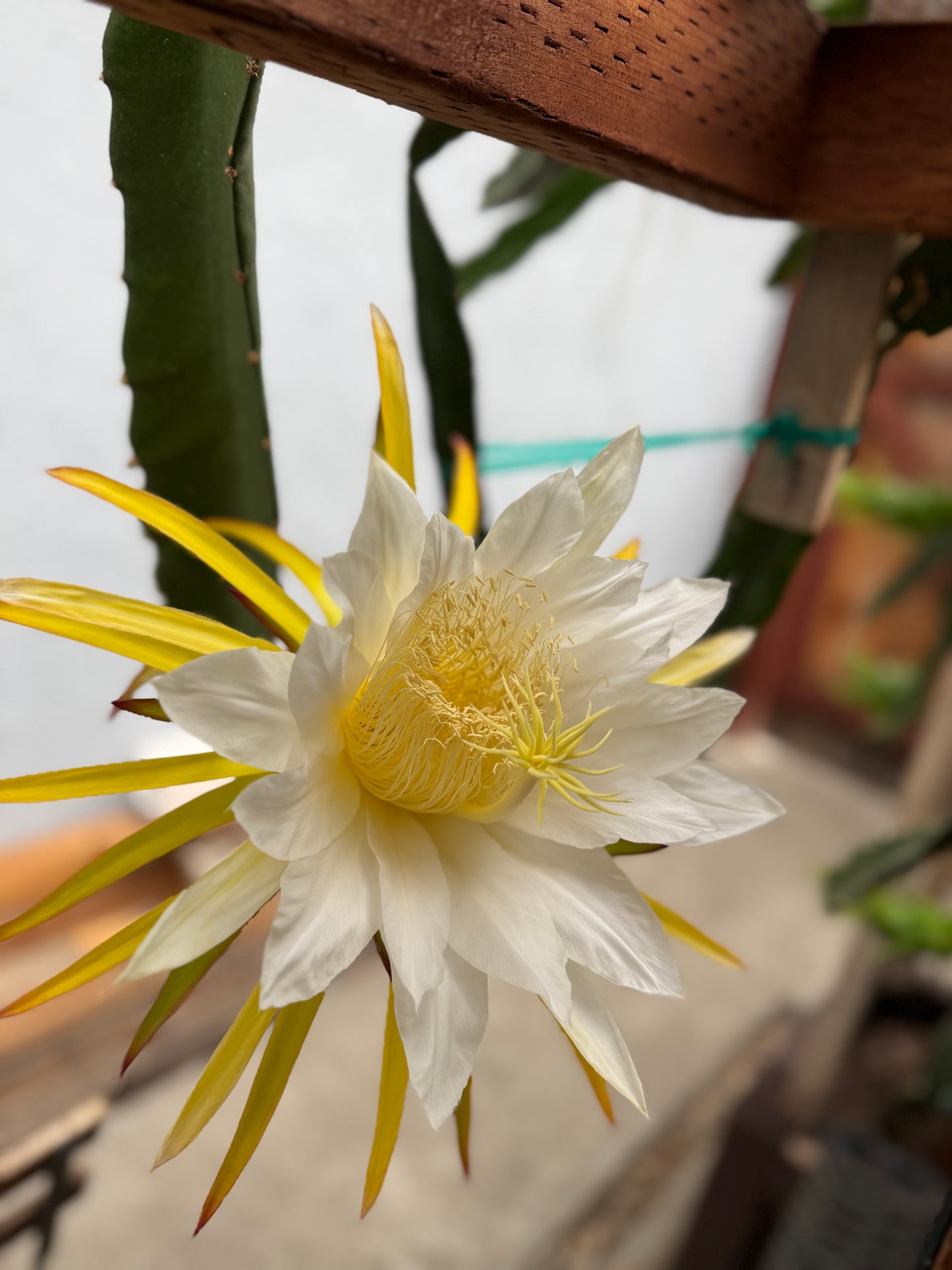 Country Roads dragon fruit live cutting