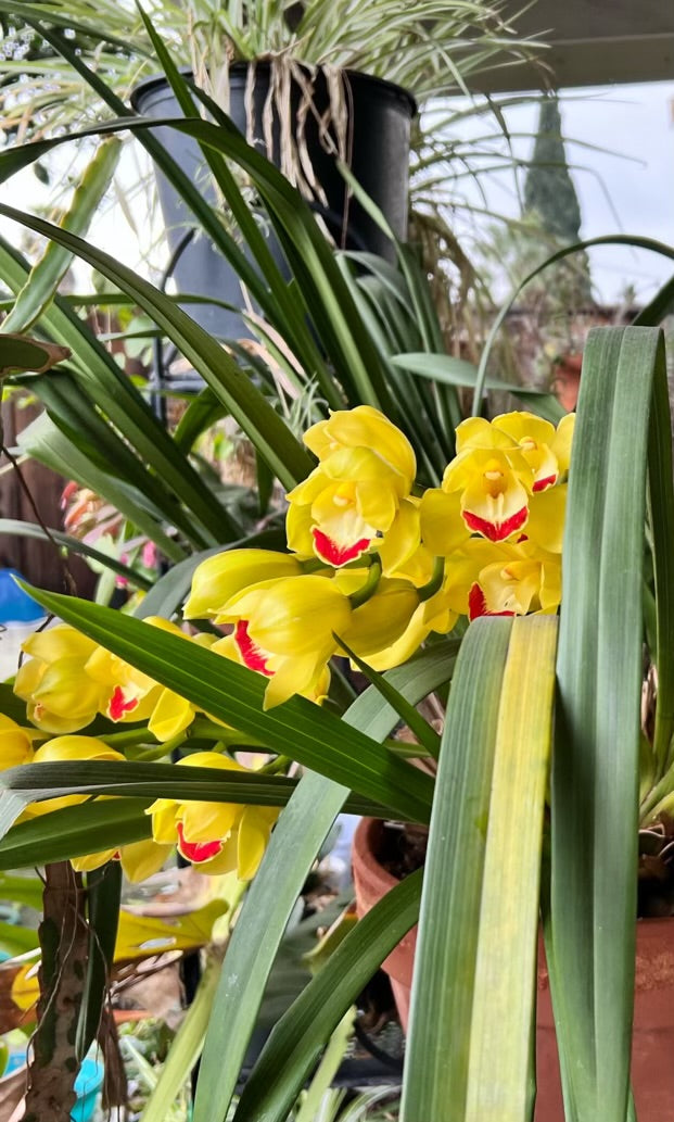 Yellow Cymbidium (Yellow Boat Orchid) live plant