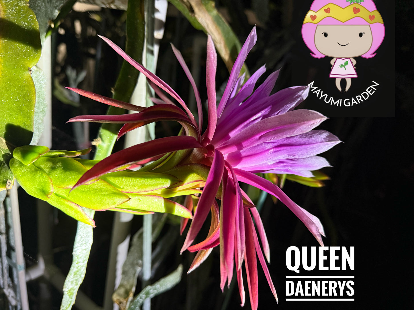 Queen Daenerys dragon fruit live cuttings and rooted plants